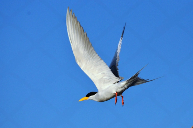 A River Tern flight Bhadra Wildlife Sanctuary A River Tern flight Bhadra Wildlife Sanctuary