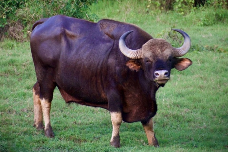 Bhadra Wildlife Sanctuary Bison Bhadra Wildlife Sanctuary Bison