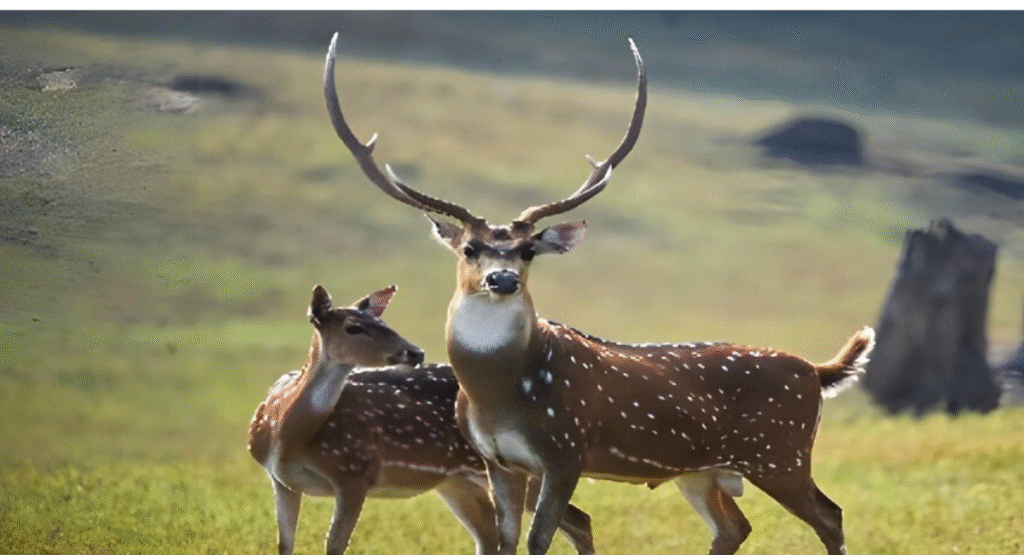 Bhadra Wildlife Sanctuary: 7 Unforgettable Things to Do. 2 Bhadra Wildlife Sanctuary deer