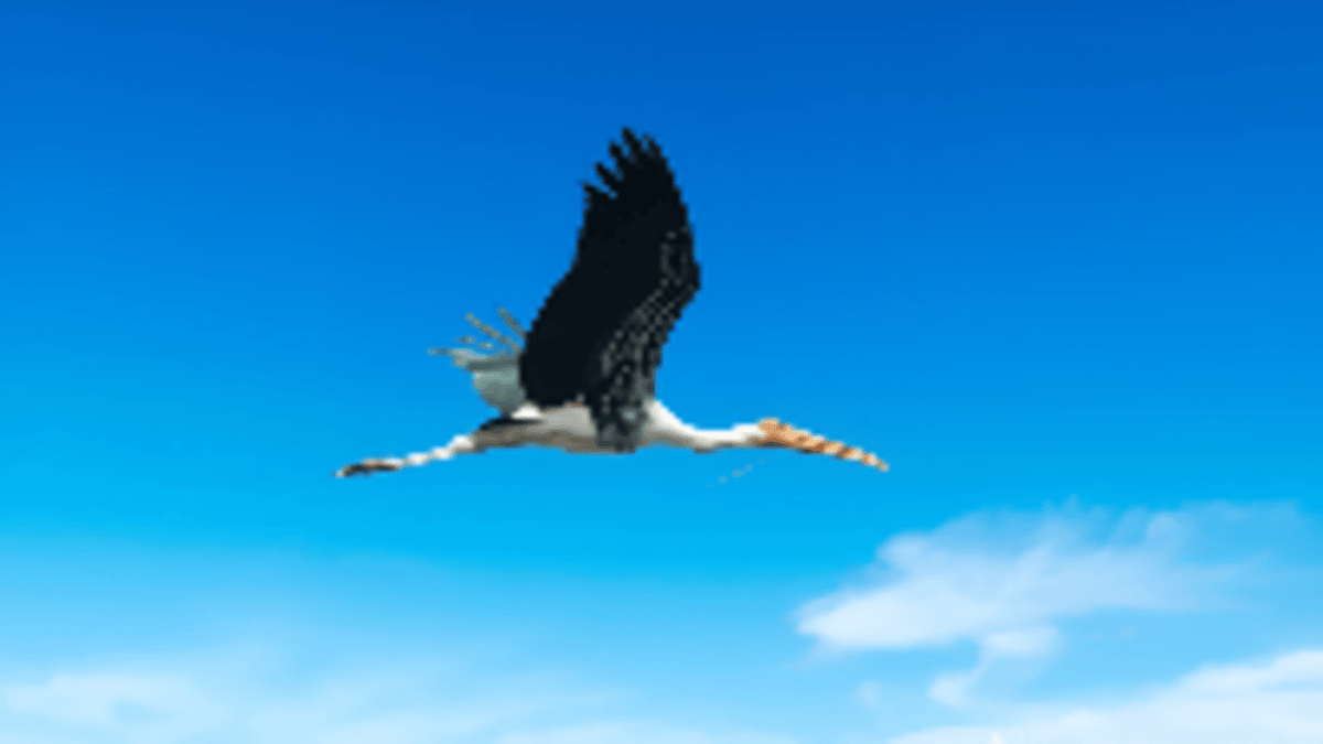 Painted stork bird in Ranganathittu Bird Sanctuary