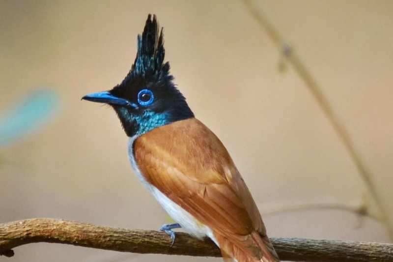 Paradise Fly Catcher in bhadra wildlife sanctuary Paradise Fly Cather in bhadra wildlife sanctuary