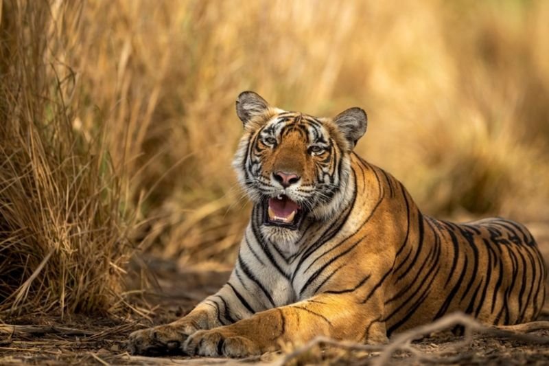 Sitting Tiger Wildlife at Bhadra Sitting Tiger Wildlife at Bhadra
