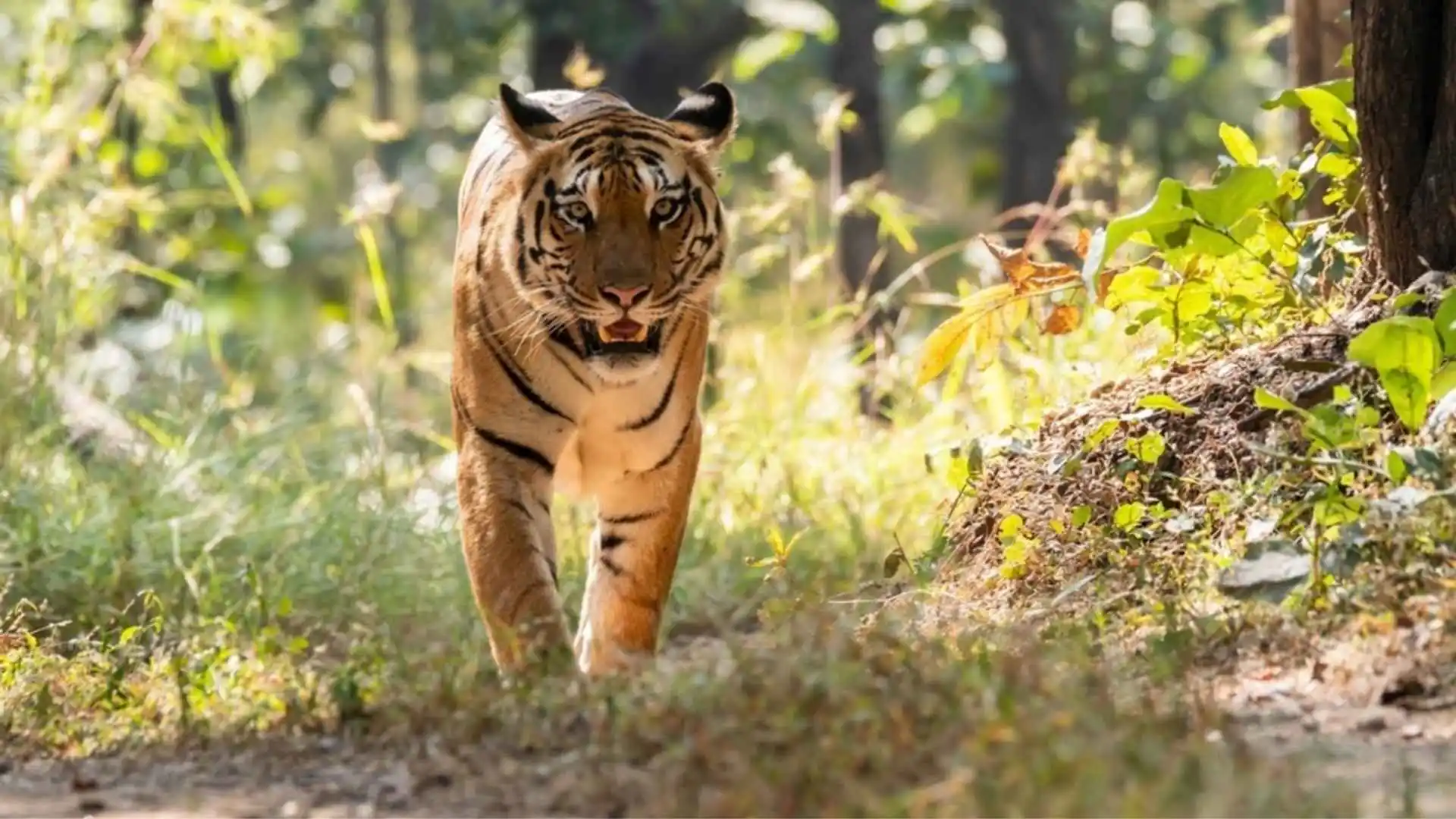Rare tiger encounter post pench safari booking near Turia gate