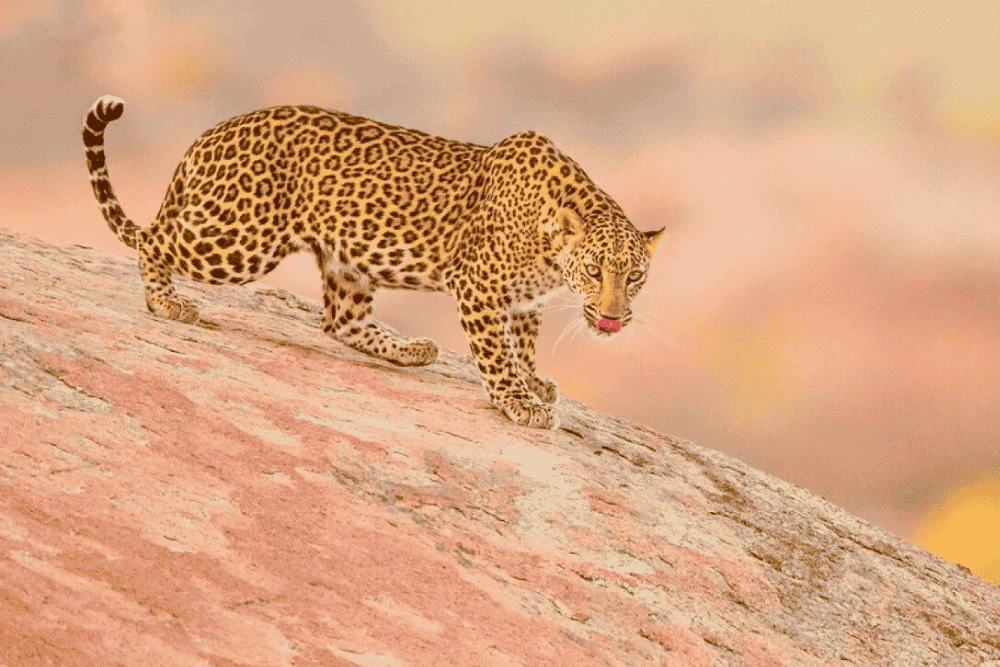 A wild female Leopard on the hills of Jawai A wild female Leopard on the hills of Jawai