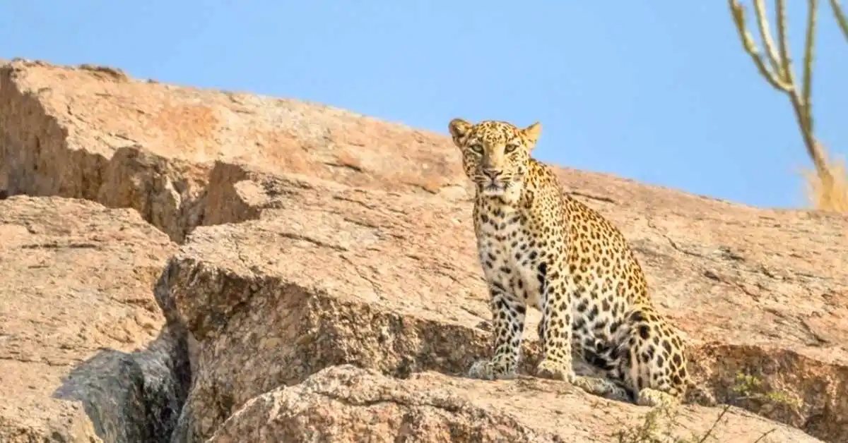 Adult Leopard Spotted in bera leopard safari