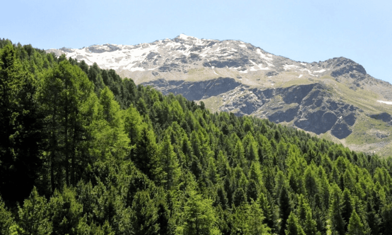 Alpine Tree Range at Hemis National Park