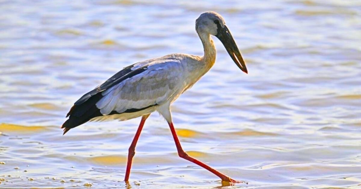 Asian Openbill Stork in Vedanthangal Bird Sanctuary Asian Openbill Stork with partially open bill perched near wetlands at Vedanthangal Bird Sanctuary, highlighting its curved beak adapted for feeding on snails.