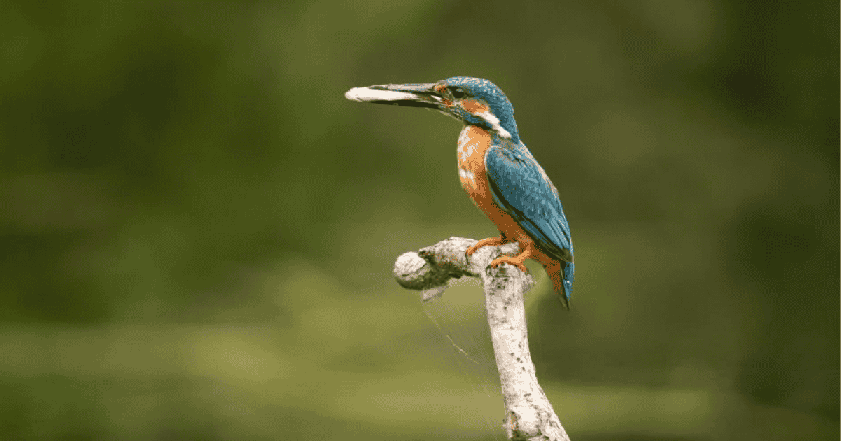 Common Kingfisher spotted in Vedanthangal Bird Sanctuary Common Kingfisher perched on a branch near the water at Vedanthangal Bird Sanctuary, showcasing its vibrant blue and orange plumage.