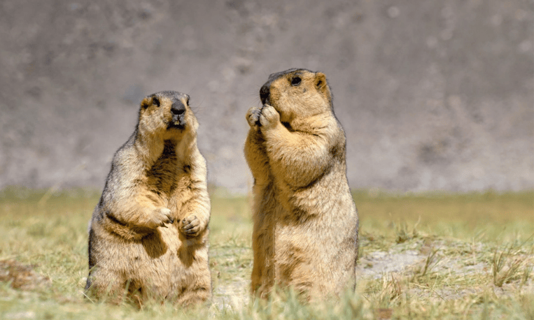 Himalayan marmot pair in hemis national park