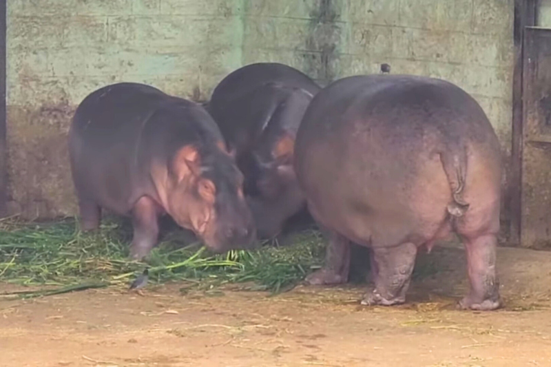 Hippo at bannerghatta national park