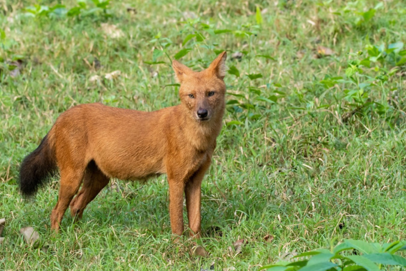 Indian Wild Dog in tadoba Indian Wild Dog in tadoba