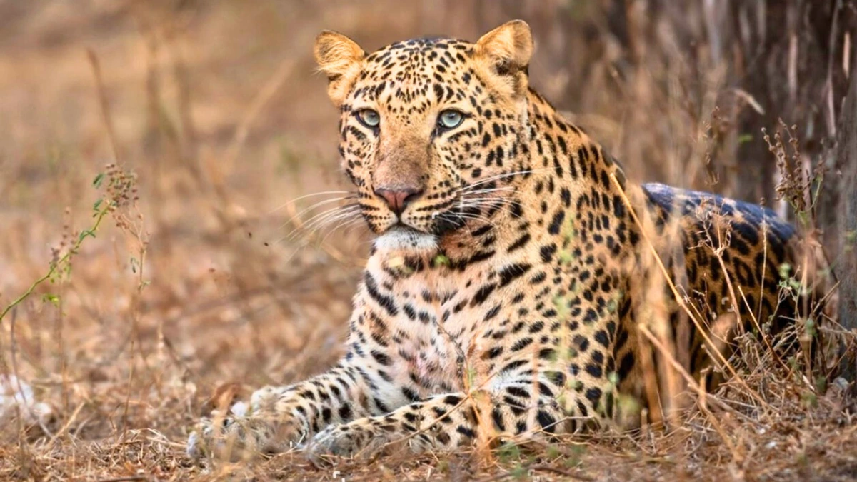 Jawai Leopard Safari sitting leopard spotted alt="Wild leopard during Jawai safari in Rajasthan"