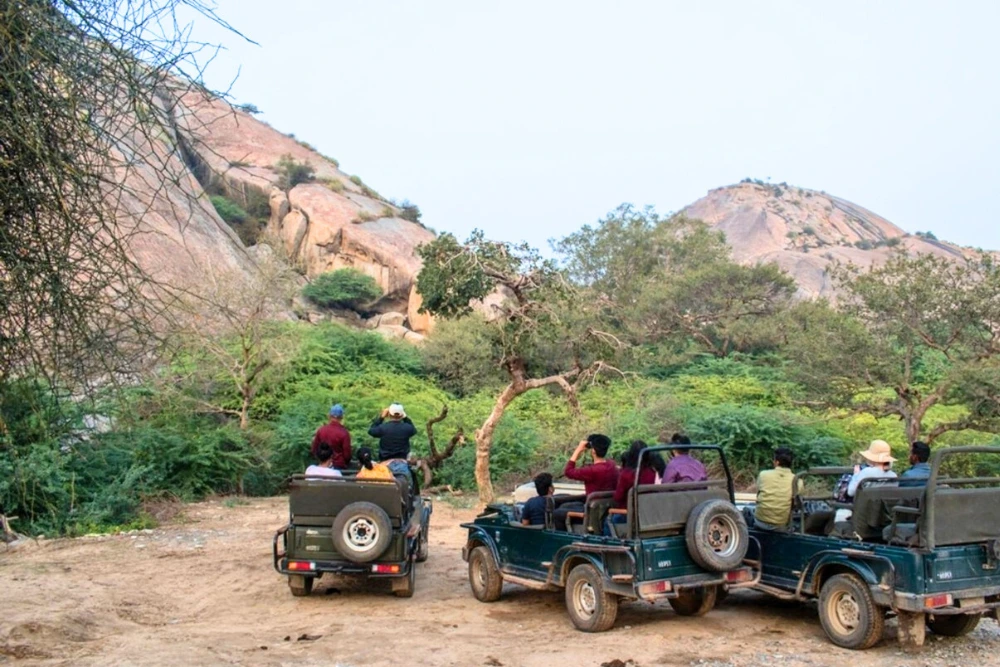 Jeep Safari at Jawai Leopard Safari with tourists Jeep Safari at Jawai Leopard Safari with tourists