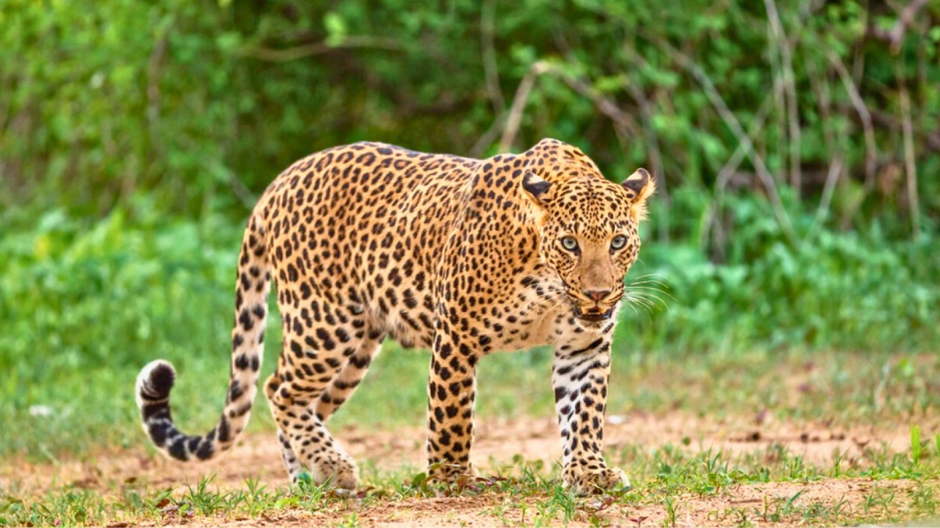Leopard in pench safari booking