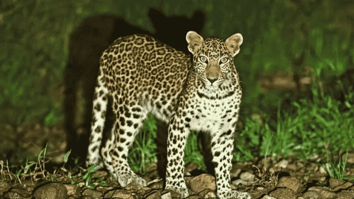 Leopard spotted at bera leopard safari