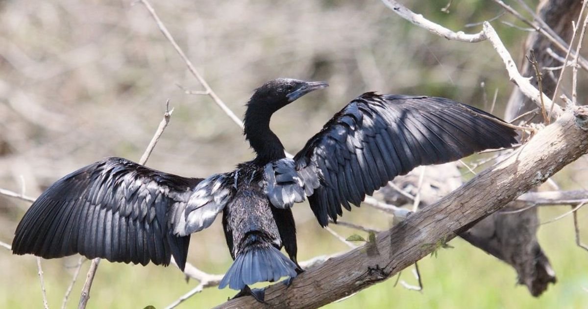 Little Cormorant spotted in Vedanthangal Bird Sanctuary Little Cormorant drying its wings near the lake at Vedanthangal Bird Sanctuary, with glossy black feathers and sharp beak visible.