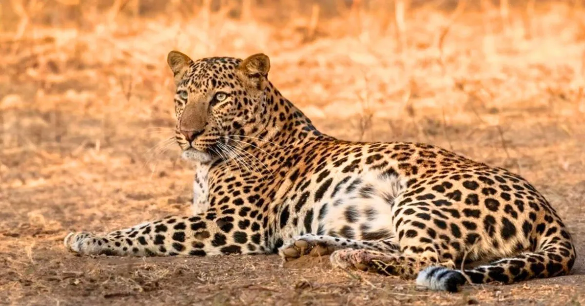 Male leopard spotted in bera leopard safari