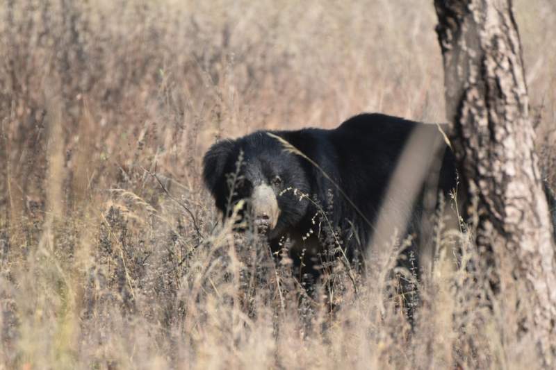 Sloth Bear Tadoba Sloth Bear Tadoba