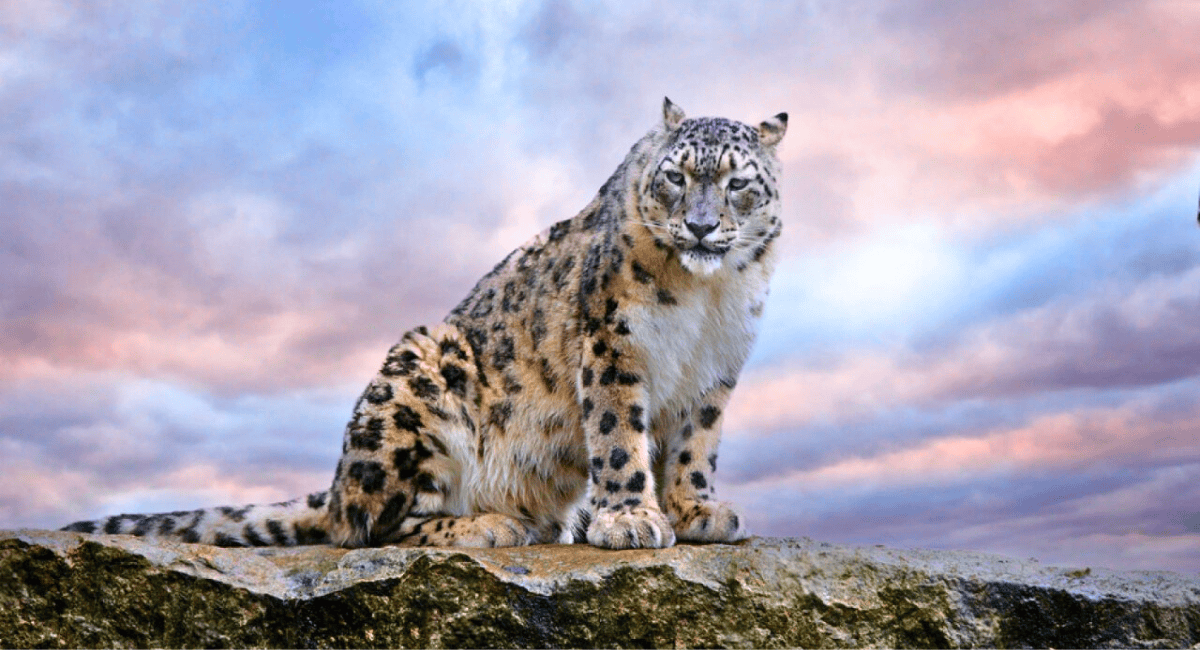 Snow Leopard sitting on rock in Hemis National Park