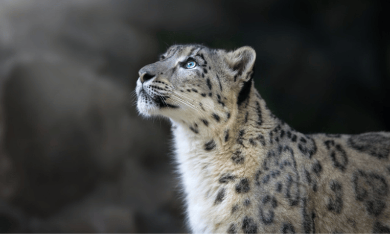 Snow leopard close up photo in Hemis National Park