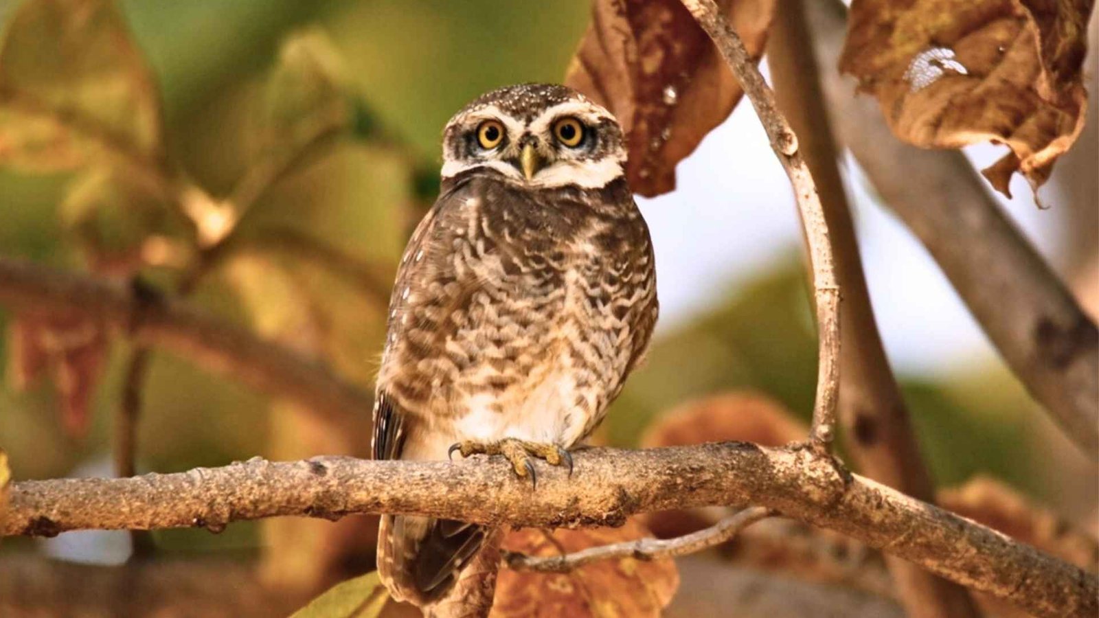 Spotted Owl in Pench Safari booking