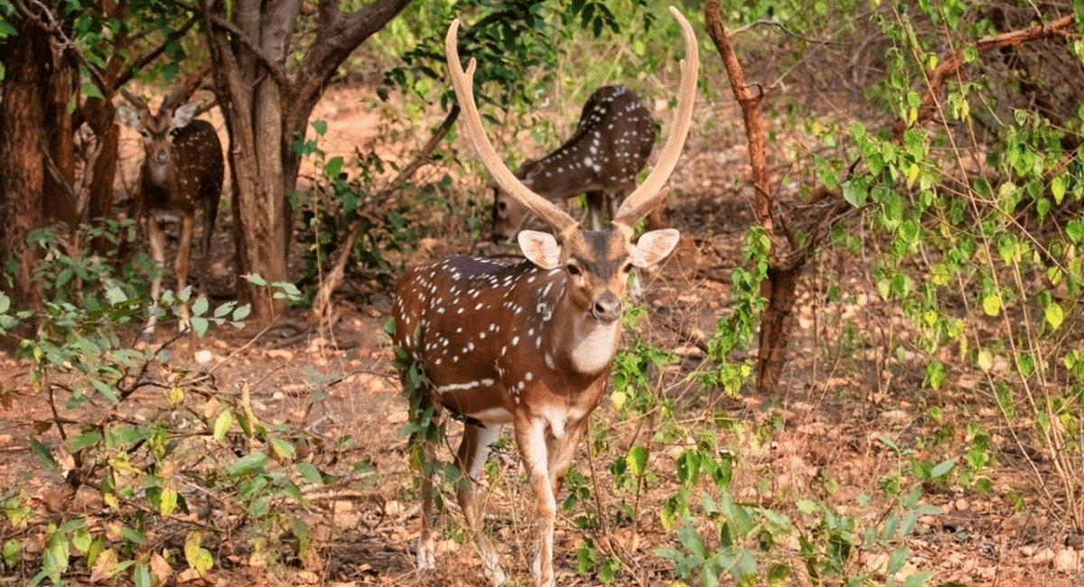 Spotted deer photo Bannerghatta National Park forest 