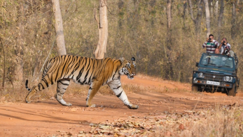 Tadoba Safari Booking Jungle Safari Jeep in Tadoba Park Tadoba Safari Booking – Jungle Safari Jeep in Tadoba National Park