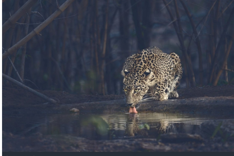 Thirsty leopard in tadoba national park Thirsty leopard in tadoba national park