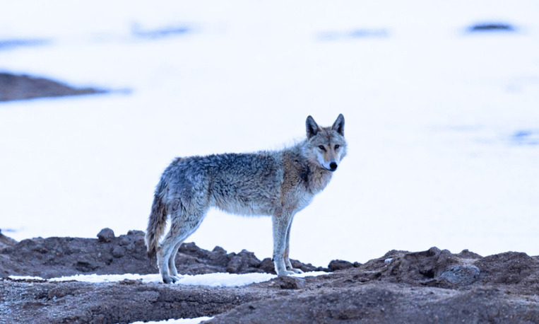 Tibetian Wolf Spotted in Hemis National Park