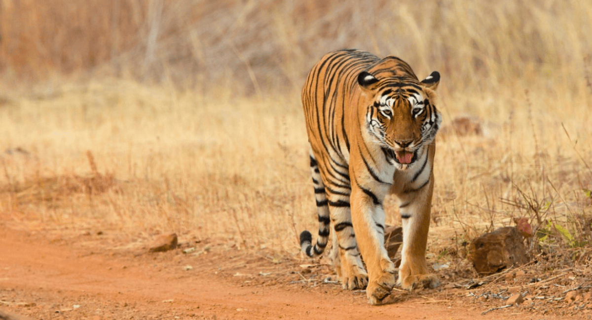 Tiger inside a Tadoba Andhari Tiger Reserve, Tiger inside a bamboo foresr at Tadoba Andhari Tiger Reserve,